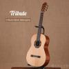 Tribute Basic Mahogany